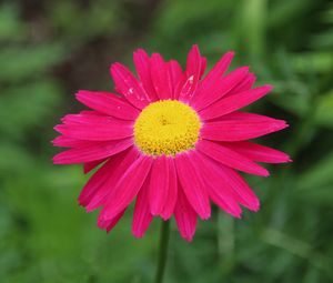 Preview wallpaper pyrethrum, flower, pink, petals