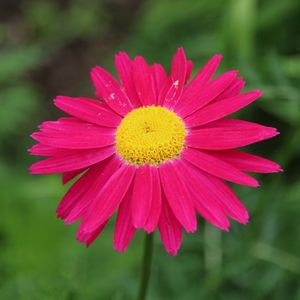 Preview wallpaper pyrethrum, flower, pink, petals