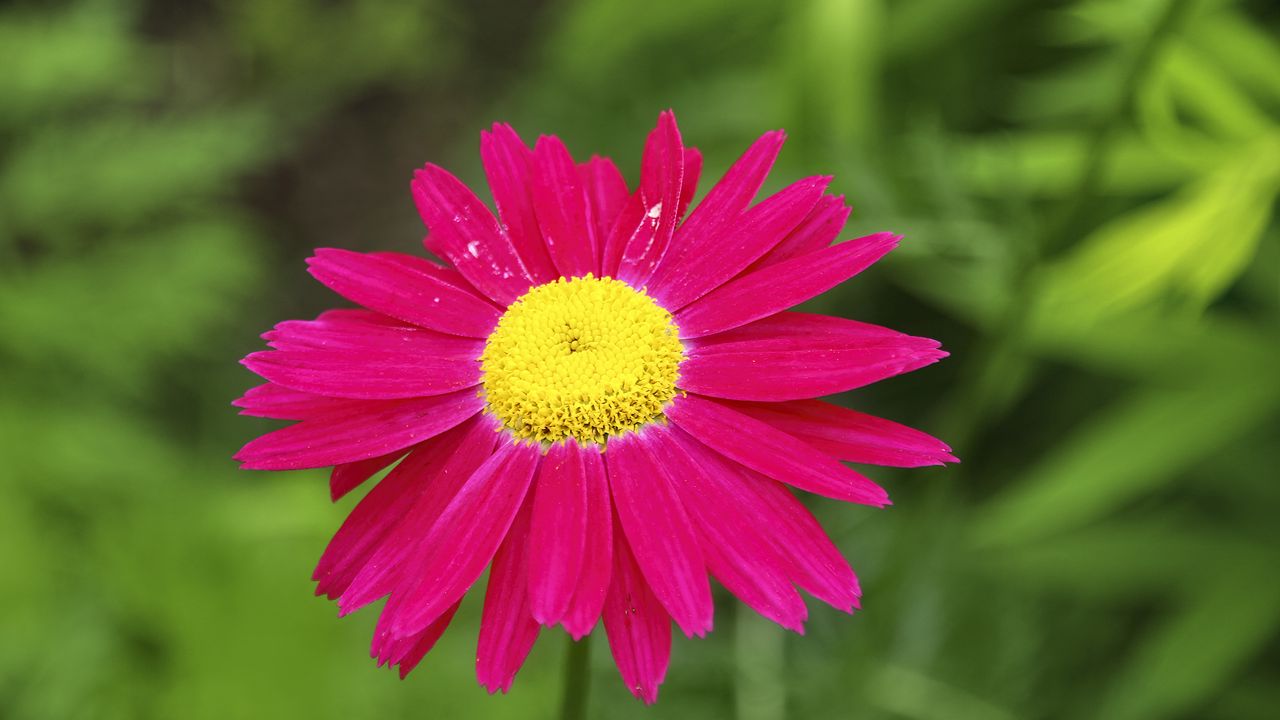 Wallpaper pyrethrum, flower, pink, petals, blur