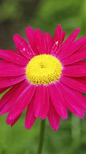 Preview wallpaper pyrethrum, flower, pink, petals, blur