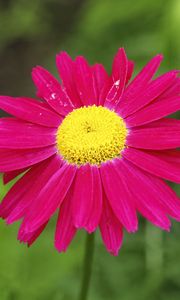 Preview wallpaper pyrethrum, flower, pink, petals, blur