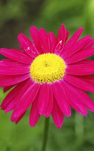 Preview wallpaper pyrethrum, flower, pink, petals, blur