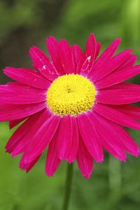 Preview wallpaper pyrethrum, flower, pink, petals, blur