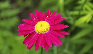 Preview wallpaper pyrethrum, flower, pink, petals, blur