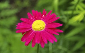 Preview wallpaper pyrethrum, flower, pink, petals, blur