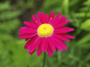 Preview wallpaper pyrethrum, flower, pink, petals, blur