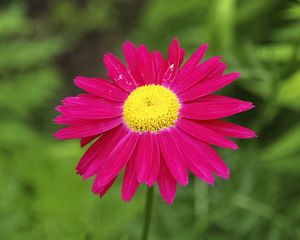 Preview wallpaper pyrethrum, flower, pink, petals, blur