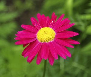 Preview wallpaper pyrethrum, flower, pink, petals, blur