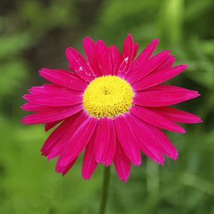 Preview wallpaper pyrethrum, flower, pink, petals, blur