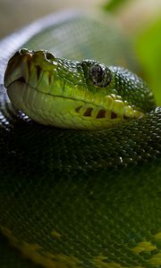 Preview wallpaper python, snake, head, scales