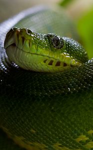 Preview wallpaper python, snake, head, scales