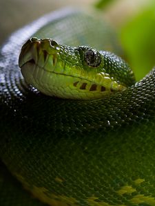 Preview wallpaper python, snake, head, scales