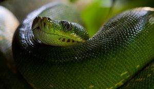 Preview wallpaper python, snake, head, scales