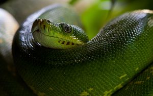 Preview wallpaper python, snake, head, scales