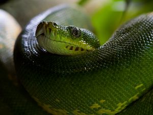 Preview wallpaper python, snake, head, scales