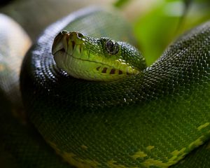 Preview wallpaper python, snake, head, scales