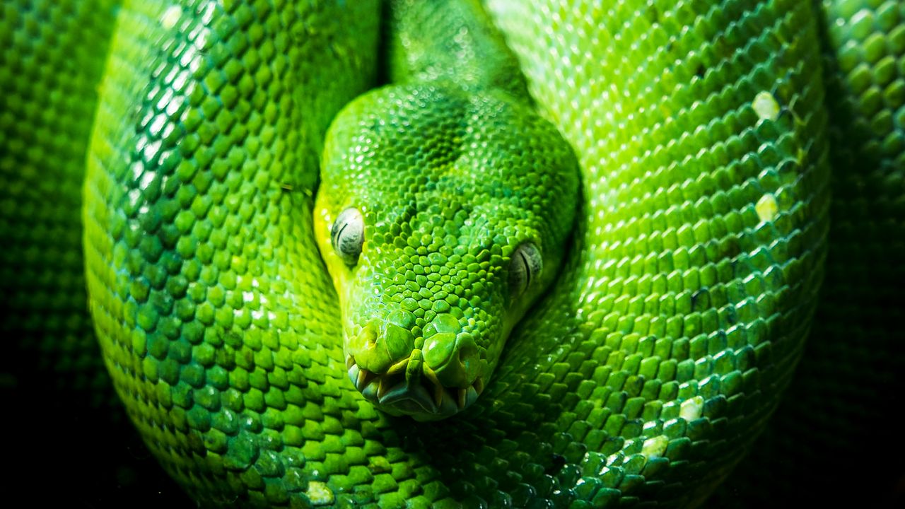 Wallpaper python, snake, reptile, green