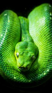 Preview wallpaper python, snake, reptile, green