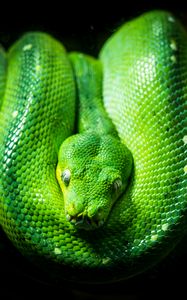 Preview wallpaper python, snake, reptile, green