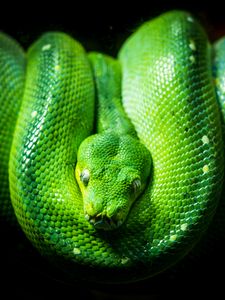 Preview wallpaper python, snake, reptile, green