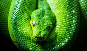 Preview wallpaper python, snake, reptile, green