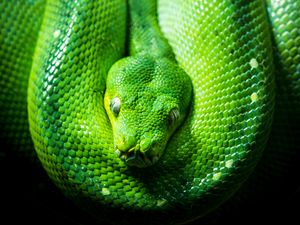 Preview wallpaper python, snake, reptile, green