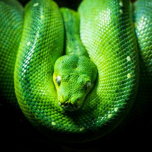 Preview wallpaper python, snake, reptile, green