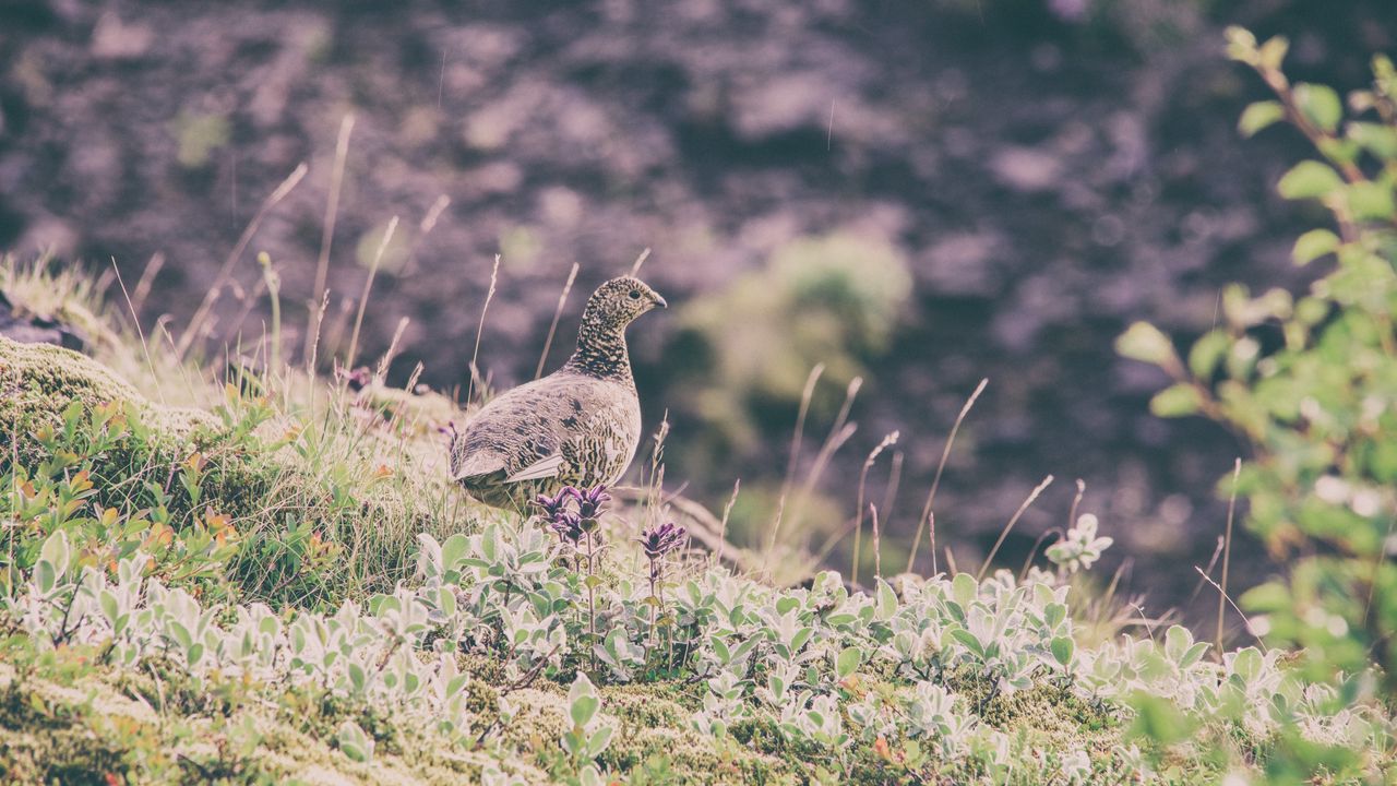 Wallpaper quail, bird, spotted, grass