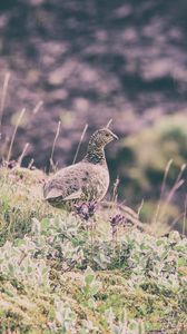 Preview wallpaper quail, bird, spotted, grass
