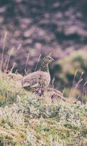 Preview wallpaper quail, bird, spotted, grass