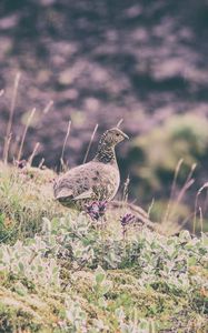 Preview wallpaper quail, bird, spotted, grass