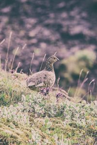 Preview wallpaper quail, bird, spotted, grass