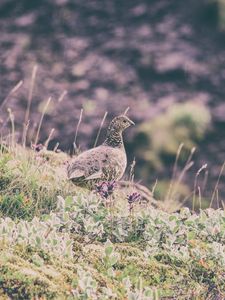 Preview wallpaper quail, bird, spotted, grass