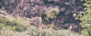 Preview wallpaper quail, bird, spotted, grass