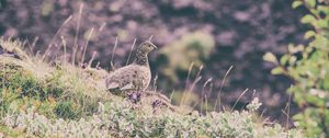 Preview wallpaper quail, bird, spotted, grass