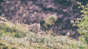 Preview wallpaper quail, bird, spotted, grass