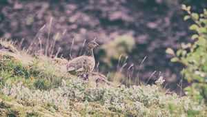 Preview wallpaper quail, bird, spotted, grass