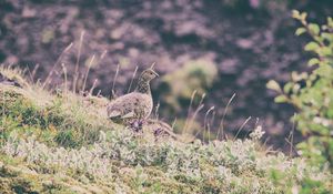 Preview wallpaper quail, bird, spotted, grass