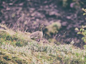 Preview wallpaper quail, bird, spotted, grass