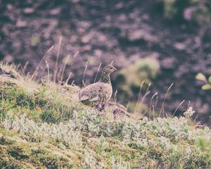 Preview wallpaper quail, bird, spotted, grass