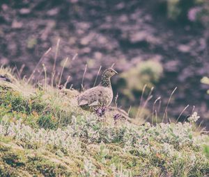 Preview wallpaper quail, bird, spotted, grass