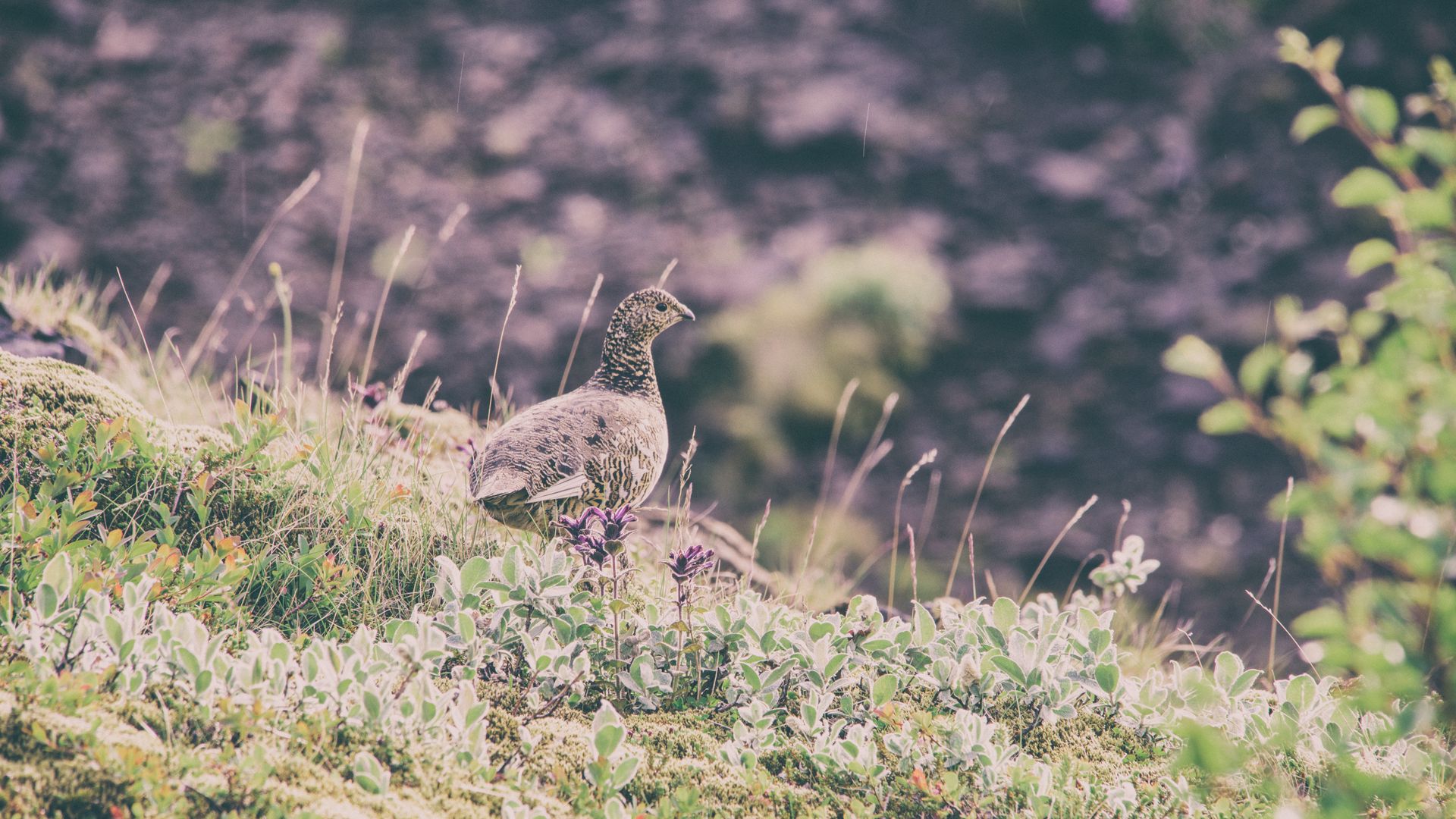 Download wallpaper 1920x1080 quail, bird, spotted, grass full hd, hdtv 