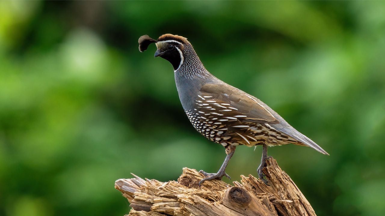Wallpaper quail, bird, wildlife, blur