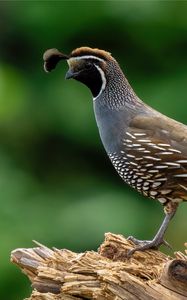 Preview wallpaper quail, bird, wildlife, blur