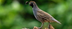 Preview wallpaper quail, bird, wildlife, blur