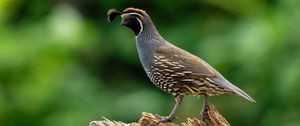 Preview wallpaper quail, bird, wildlife, blur