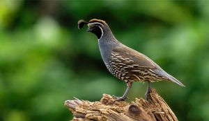 Preview wallpaper quail, bird, wildlife, blur