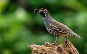 Preview wallpaper quail, bird, wildlife, blur