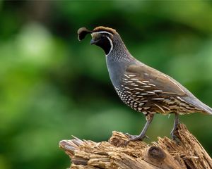 Preview wallpaper quail, bird, wildlife, blur