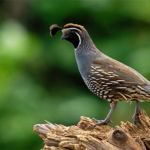 Preview wallpaper quail, bird, wildlife, blur